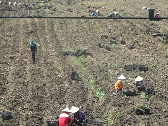 Gia đình ông Nguyễn sỹ Minh đang thu hoạch khoai