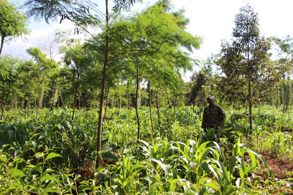 Gia đình ông Y Lê Wi Niê đang trồng ngô để cải tạo đất tái canh cà phê.   