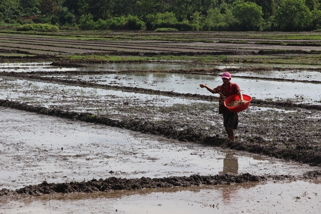 Nông dân huyện Krông Pắc gieo trồng lúa vụ hè thu 2017
