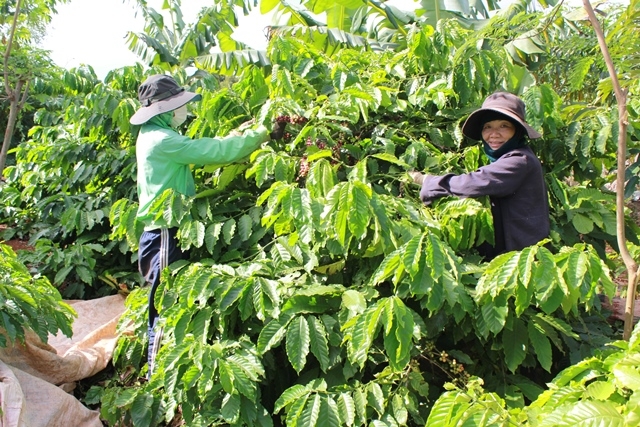 Nông dân TP. Buôn Ma Thuột thu hoạch cà phê. Hình minh họa