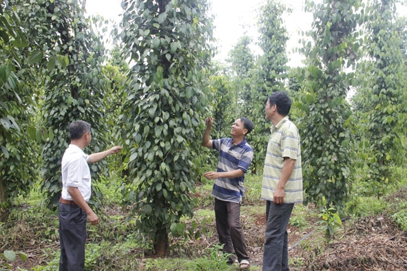 Nhiều vườn tiêu trồng bằng cây trụ sống ở xã Ea kiết bước đầu cho hiệu quả khá cao.