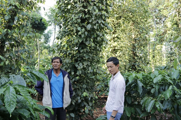 Ông Y Pem M’Jun (bìa trái) ở buôn Phua, xã Hòa Đông giới thiệu về mô hình trồng tiêu xen cà phê đem lại hiệu quả kinh tế cao. 