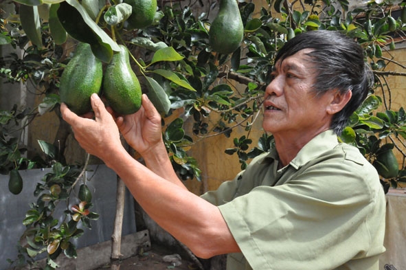 Ông Đàm Văn Hinh bên vườn cây trĩu quả. 