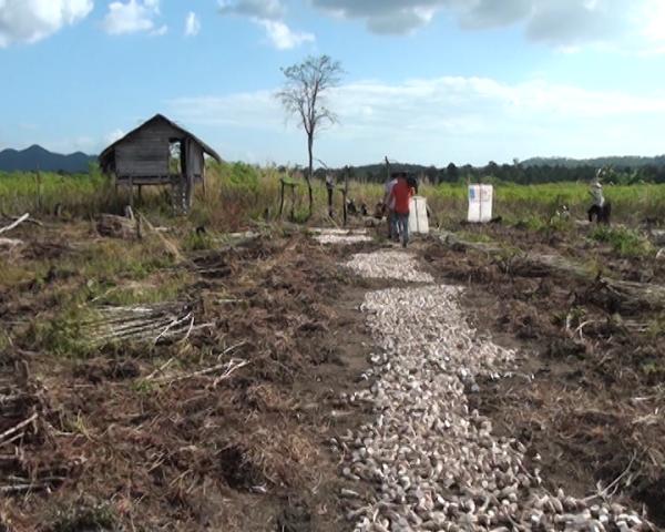 Dân di cư tự do tại huyện Ea Súp dựng lán trại để sản xuất.