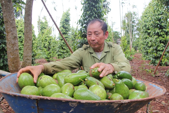 Cựu chiến binh Lê Văn Cúc kiểm tra chất lượng sản phẩm bơ trước khi giao cho  người mua.