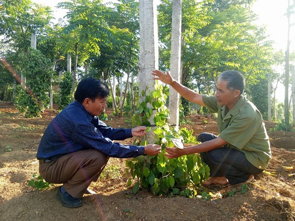 Bệnh binh Hồ Như Thật (phải) giới thiệu mô hình trồng hồ tiêu hiệu quả của gia đình.  