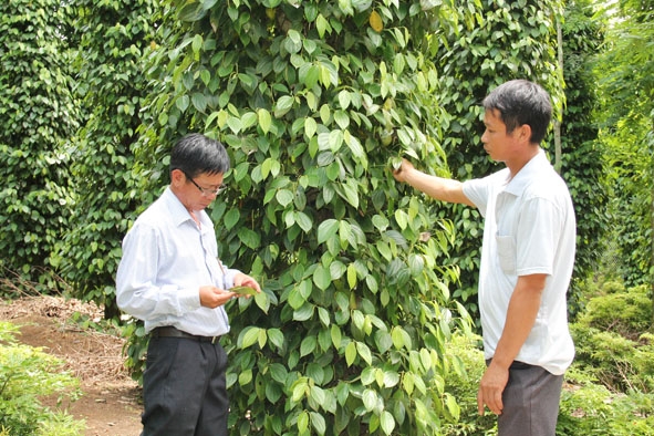 Cán bộ khuyến nông huyện trao đổi với anh Phạm Văn Thuận về tình hình vườn tiêu của gia đình. 