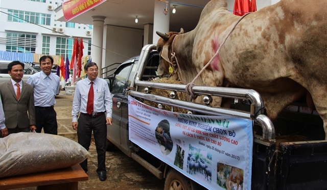 Một gian hàng giới thiệu giống bò nhập nội nặng khoảng 1 tấn...