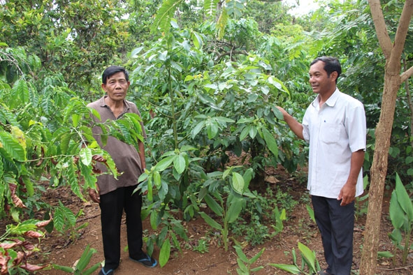 Vườn cà phê đa canh của gia đình ông Y Sin Niê.