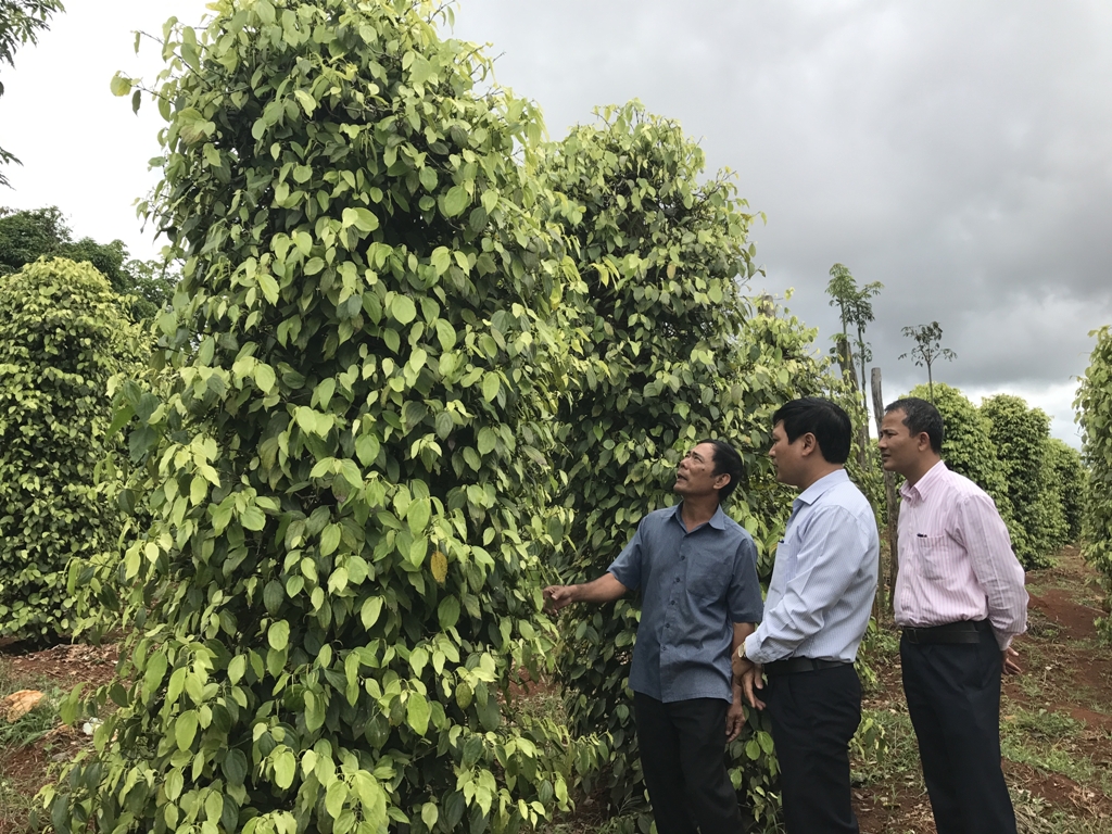 Cựu chiến binh Nguyễn Xuân Trà (huyện Ea H'leo) 