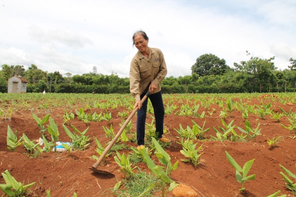 Người dân huyện Ea Kar chăm sóc nghệ.