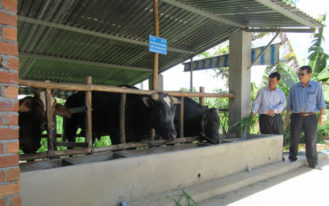 Bê lai BBB được nuôi nhốt tại một hộ thành viên CLB chăn nuôi bò thịt thôn Đoàn Kết. \