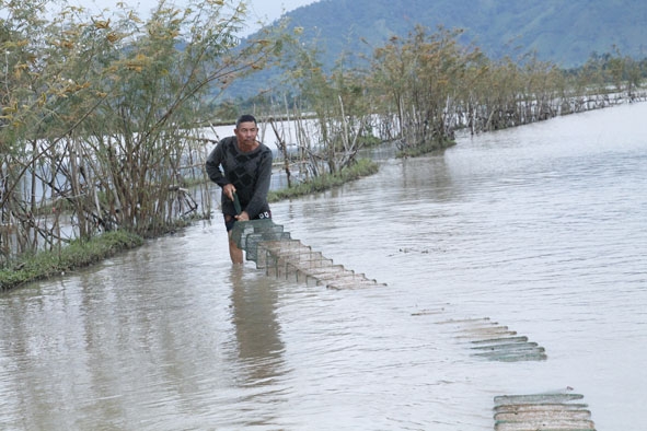 Người dân đánh bắt cá vùng ruộng trũng tại xã Bông Krang, huyện Lắk. 