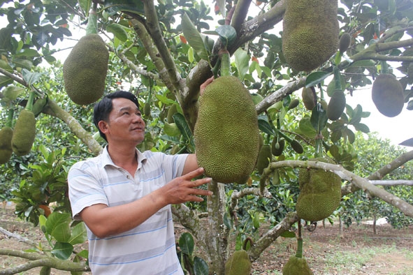 Ông Thìn trong vườn mít của gia đình.