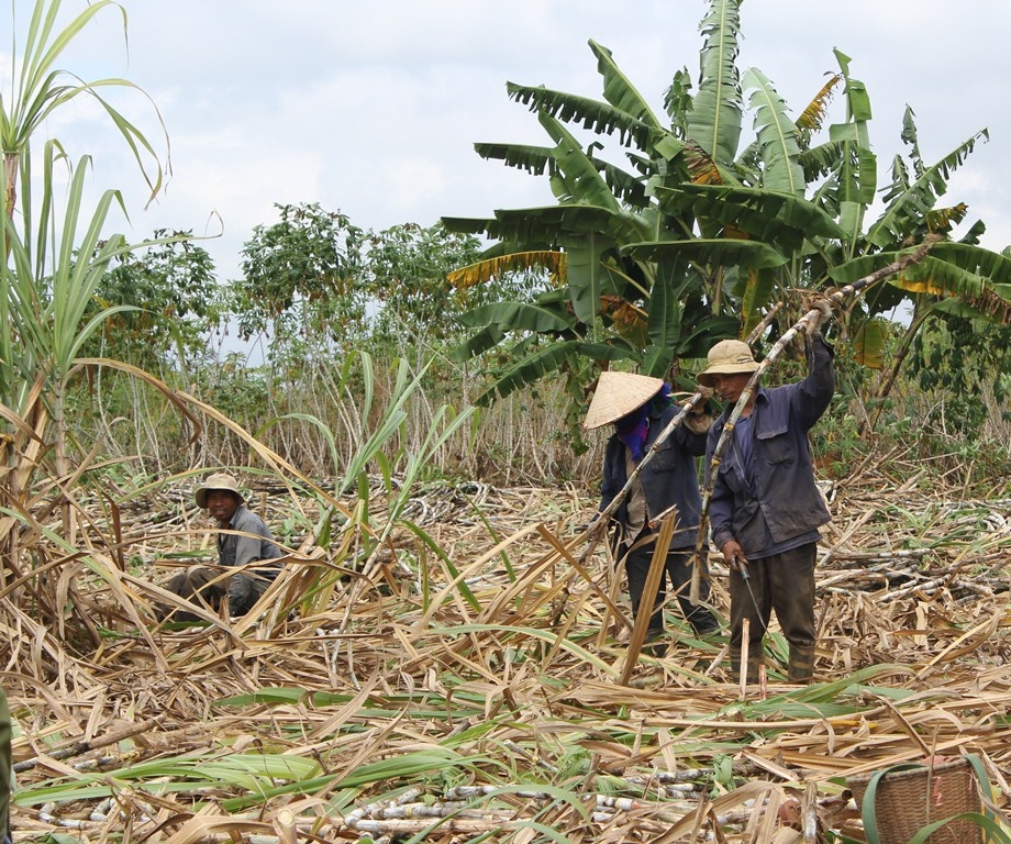 Thu hoạch mía tại HTX Dịch vụ tổng hợp nông nghiệp Thăng Bình, huyện Krông Bông