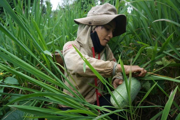 Thu hoạch  dưa nước  trong rẫy lúa.