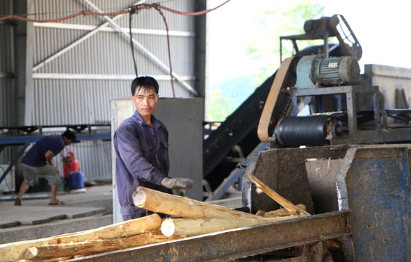 Sản xuất dăm gỗ từ rừng trồng ở HTX Tiến Nam, thị trấn M'Đrắk. 