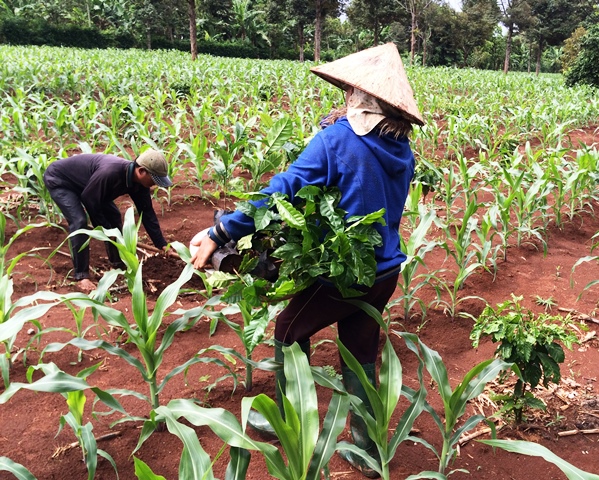 Người dân xã Ea Tiêu thực hiện tái canh cà phê.