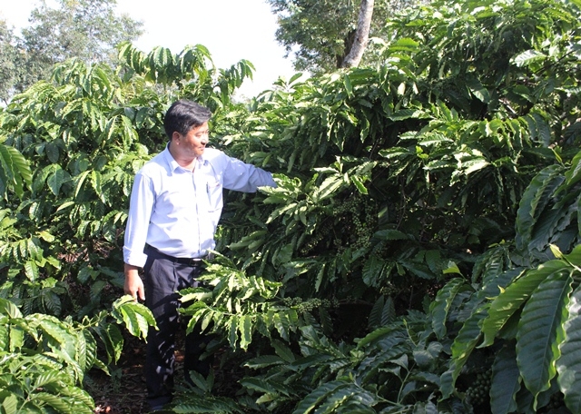 Một vườn cà phê đạt chứng nhận UTZ tại huyện Krông Pắc