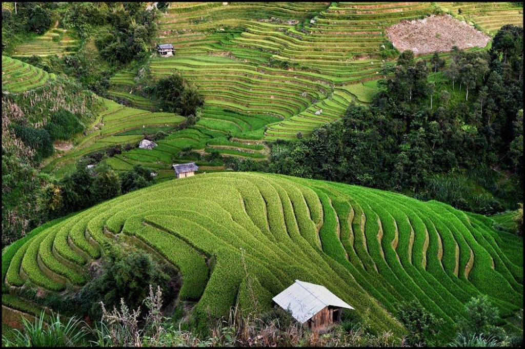 Ruộng bậc thang như những đường viền tô điểm thêm vẻ đẹp triền núi Mường Hum. 