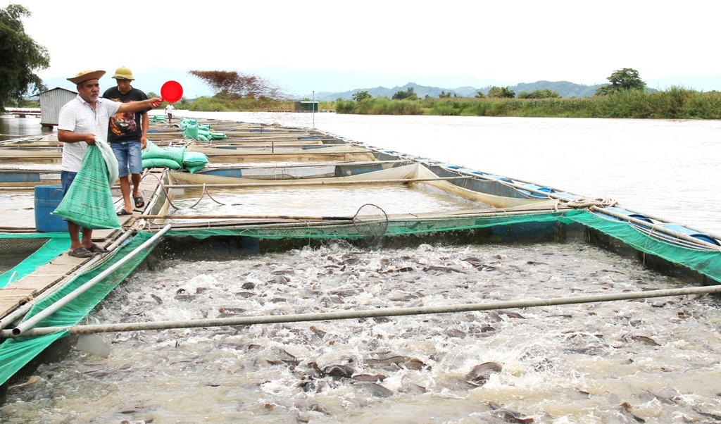 Lồng nuôi cá trên sông Krông Ana của Trang trại khảo nghiệm Ngọc Long. Ảnh: M.Thuận