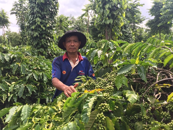Vườn cà phê tham gia mô hình bón phân cân đối của gia đình anh Nguyễn Hồng Phúc. 