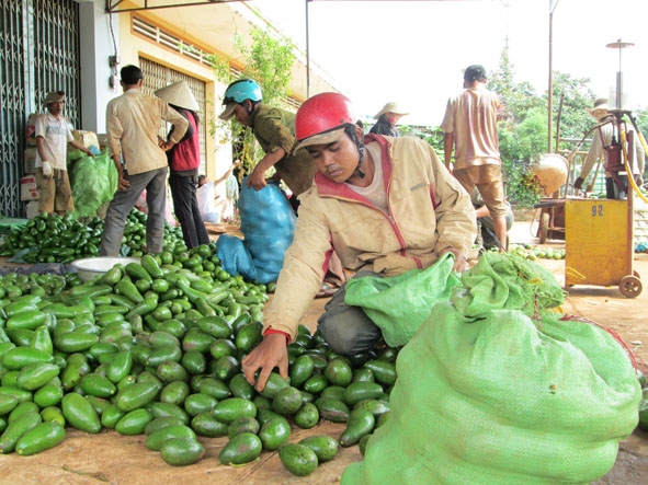 Một điểm thu mua bơ tại xã Cư Suê, huyện Cư M’gar.  