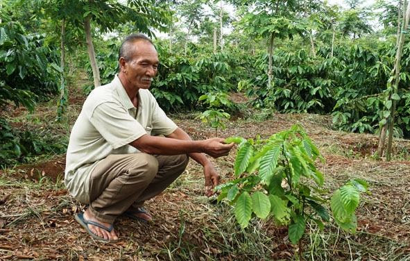 Ông  Y Loan Bdap không đủ  điều kiện  vay vốn  tái canh  do trồng  xen tiêu vào vườn cà phê. 