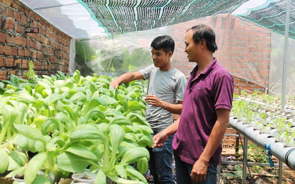 Vườn rau thủy canh của hai chàng trai Nguyễn Anh Đào và Đặng Xuân Luận (thôn 4, xã Cư Ni, huyện Ea Kar).  