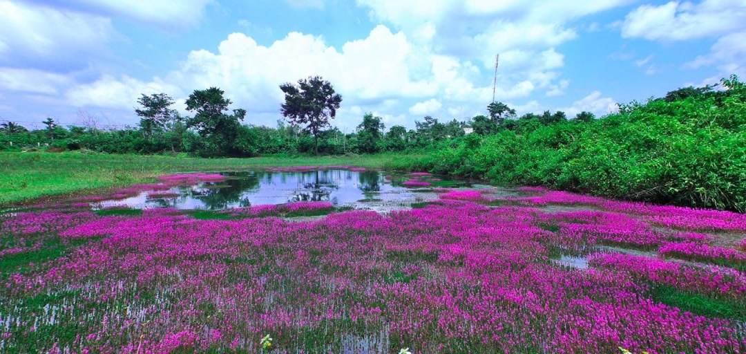 Vẻ đẹp tinh khôi của hoa tím tại xã Băng A Drênh, huyện Krông Ana.
