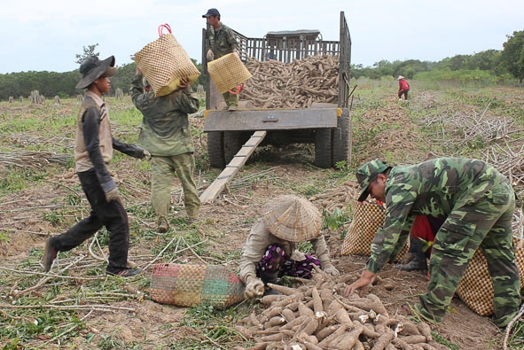 Các chiến sĩ biên phòng giúp người dân xã Ia R'vê thu hoạch sắn. 