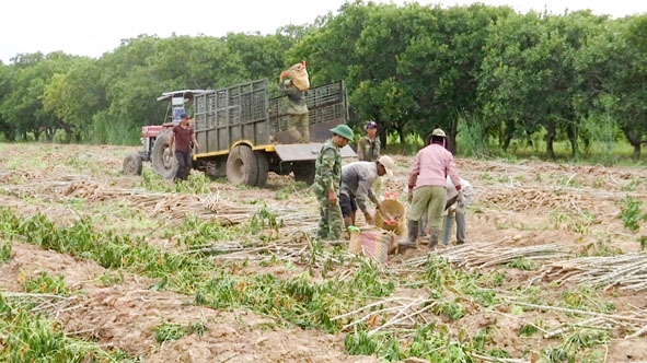 Thương lái đến tận vườn thua mua sắn tươi