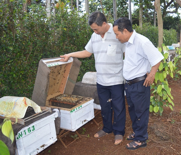Cán bộ Khuyến nông tỉnh kiểm tra đàn ong Ý tại một hộ dân ở TP. Buôn Ma Thuột được hỗ trợ .