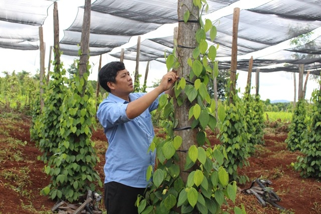 Anh Trần Văn Khang đang chăm sóc vườn hồ tiêu của gia đình. 