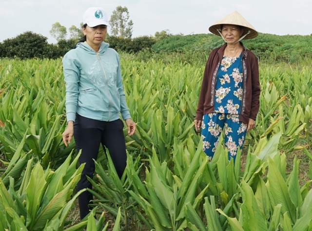 Mô hình trồng nghệ đỏ của một hộ gia đình ở xã Khuê Ngọc Điền (huyện Krông Bông). Ảnh: K.Lê