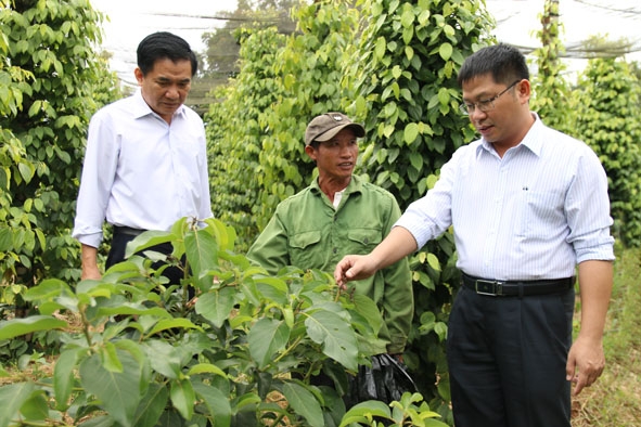 Bí thư Huyện ủy Krông Năng Trần Trung Hiển (bìa phải) và Chủ tịch UBND huyện Trương Hoài Anh đến thăm vườn cây  của một hộ nông dân trên địa bàn. 