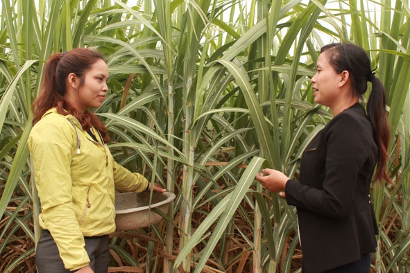 Cán bộ buôn Mlốc B, xã Krông Jing (huyện M’Đrắk) kiểm tra tình hình sử dụng vốn vay ưu đãi hộ nghèo của một gia đình trong buôn. 