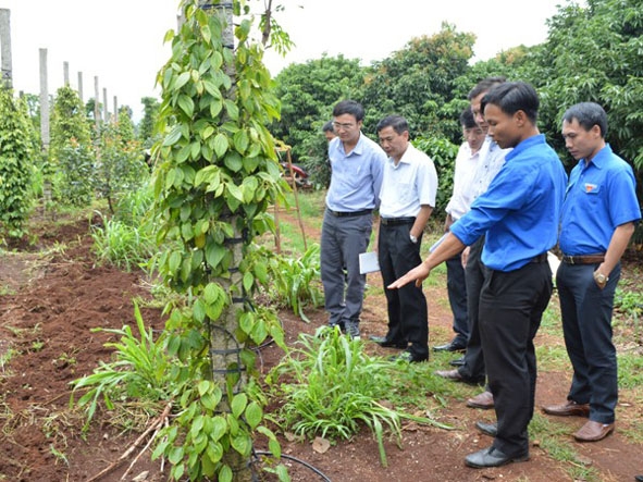 Mô hình tưới tiết kiệm cho cây tiêu của HTX thanh niên Ea Tân.