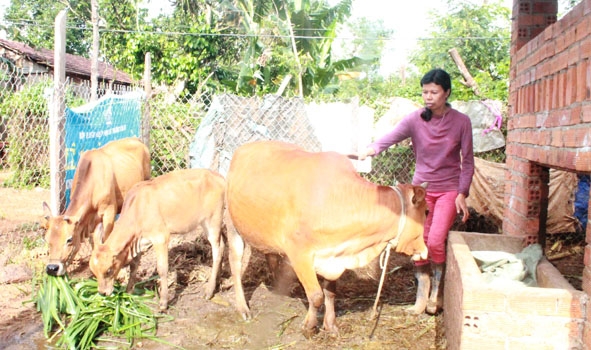 Chị Lê Thị Thanh Vỹ chăm sóc đàn bò để phát triển kinh tế gia đình