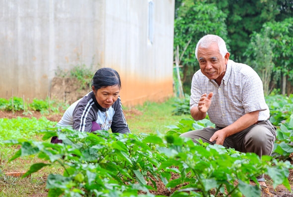 Ông Katayama Motoosa, Công ty Liên kết nông dân hướng dẫn công nhân cách  chăm sóc cây ớt Nhật theo phương pháp hữu cơ.    Ảnh: H. Gia