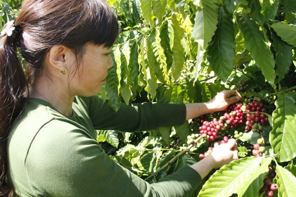 Chị Nguyễn  Thị Đoán  kiểm tra  vườn cà phê. 