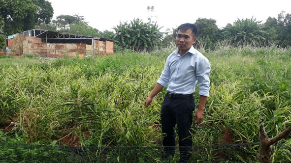 Nhiều vườn gừng trồng liên kết đang sống lay lắt.