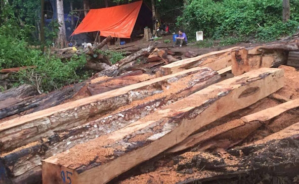 Một bãi tập kết gỗ khai thác trái phép tại Công ty TNHH MTV Lâm nghiệp Chư Phả (huyện Ea H'leo) được cơ quan chức năng phát hiện vào cuối tháng 11-2017.  Ảnh: V. Tiếp