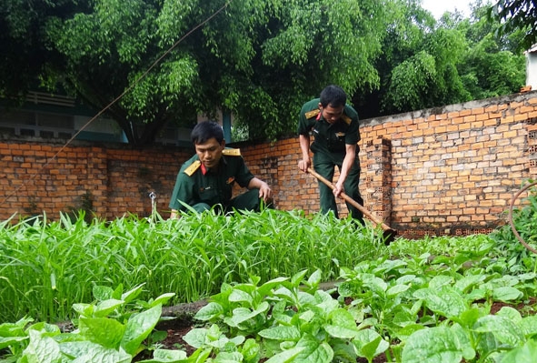 Cán bộ, chiến sĩ Ban CHQS huyện Cư M’gar tăng gia sản xuất.