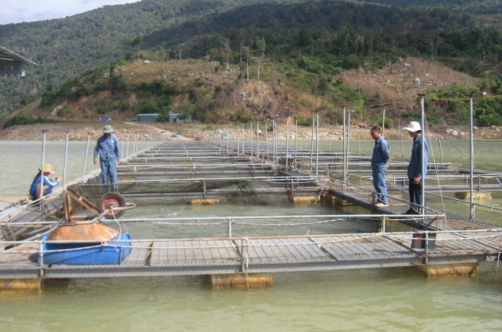 Nuôi cá tầm bằng lồng bè tại hồ thủy điện Buôn Tua Shar