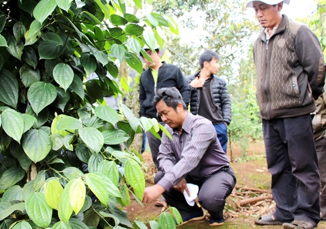 Các học viên tìm hiểu về các loại dịch bệnh trên cây hồ tiêu