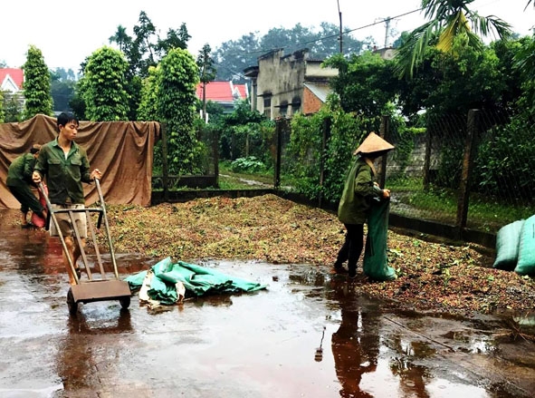 Một hộ dân ở xã Cư Dliê Mnông (huyện Cư M'gar) đang phơi cà phê thì bị gặp mưa.