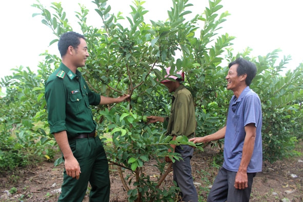 Mô hình trồng ổi của gia đình ông Nguyễn Văn Bửu. 