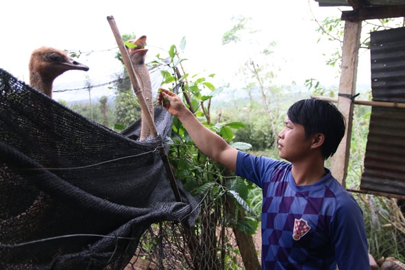 Anh Nguyễn Ngọc Hoàng cho đà điểu ăn. 