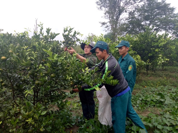 Gia đình anh Ma Văn Thành (thôn 9, xã Cư San) thu hoạch quýt. 